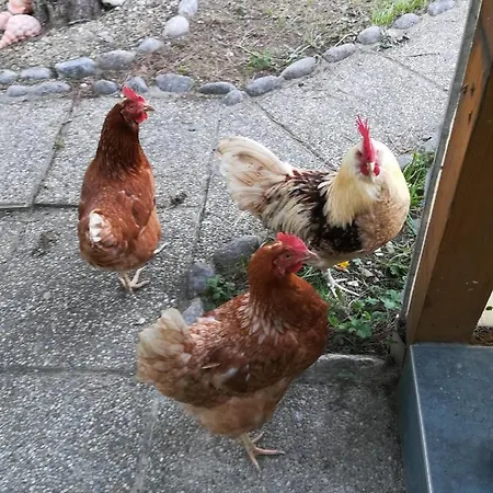 Ferienhaus Fuer Familien Und Hundeliebhaber * Traiskirchen